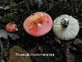 Russula rhodomelanea-amf102-2